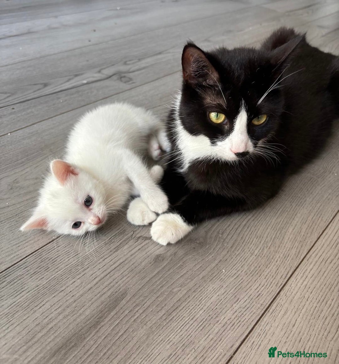 Ragdoll cats for sale: Kitten  - Image 2