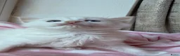 Ragdoll cats for sale: Stunning Ragdoll kittens Blue Colourpoint  - Advert 14