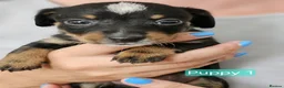 Jackshund dogs for sale: DachshundxJack Russell Puppies  in Martock - Advert 1