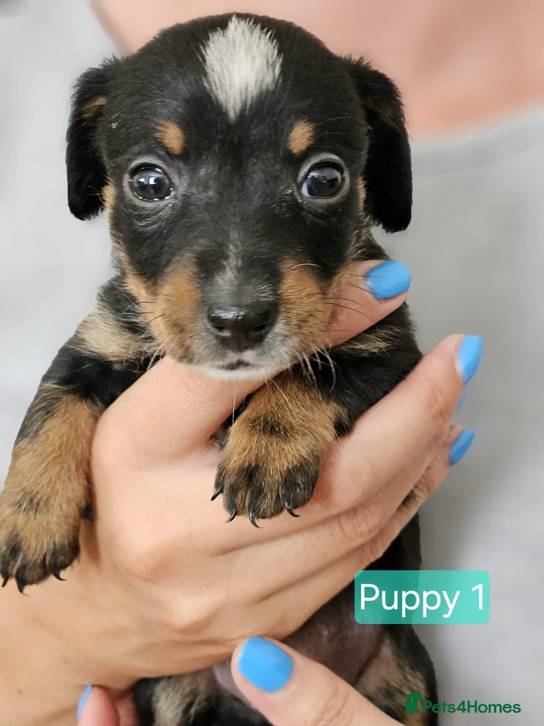 Jackshund dogs for sale: DachshundxJack Russell Puppies  in Martock - Advert 1