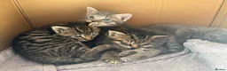 Mixed Breed cats for sale: 4 Beautiful Male Kittens Ready 15th May - Advert 20