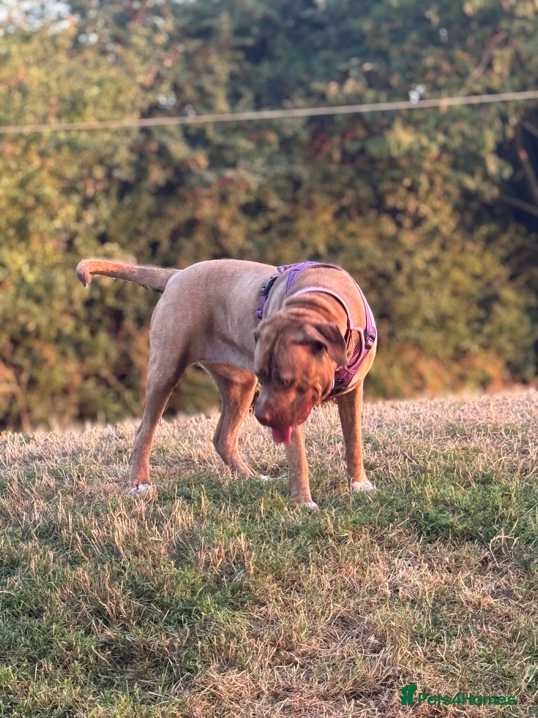 Mixed Breed dogs for sale: Nala  - Image 3