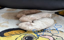 Poochon dogs for sale: Poochon puppies  - Image 2