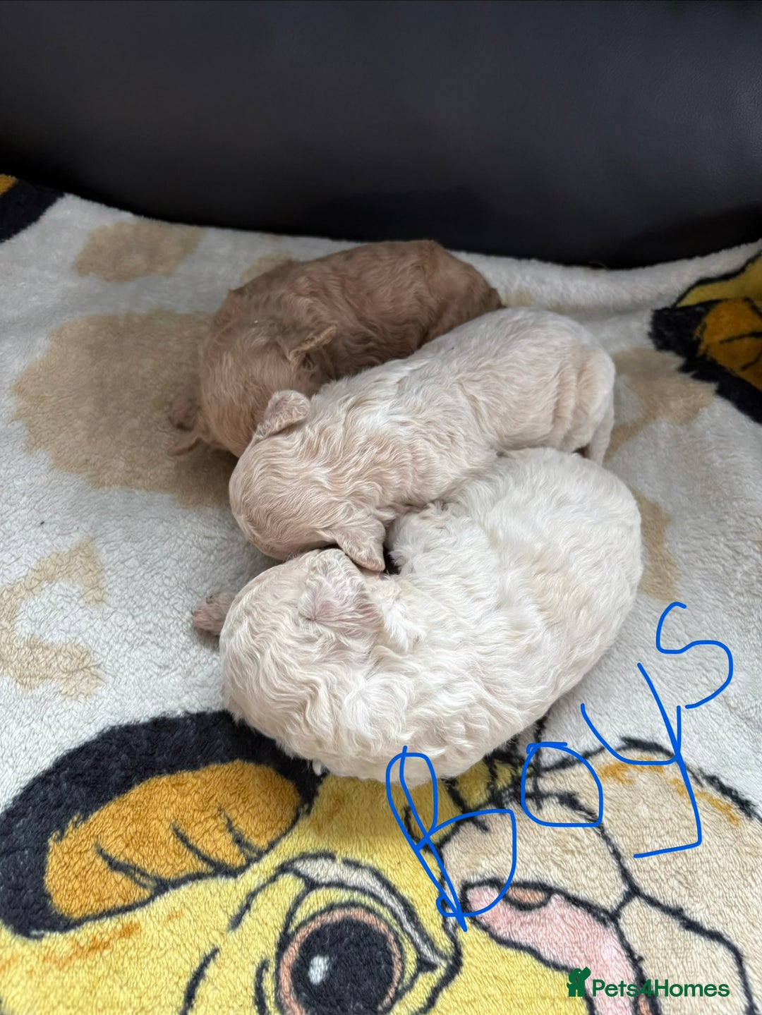 Poochon dogs for sale: Poochon puppies  - Image 2