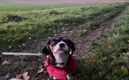 Cavalier King Charles Spaniel dogs for sale: Alfie the Cavalier King Charles - Image 5