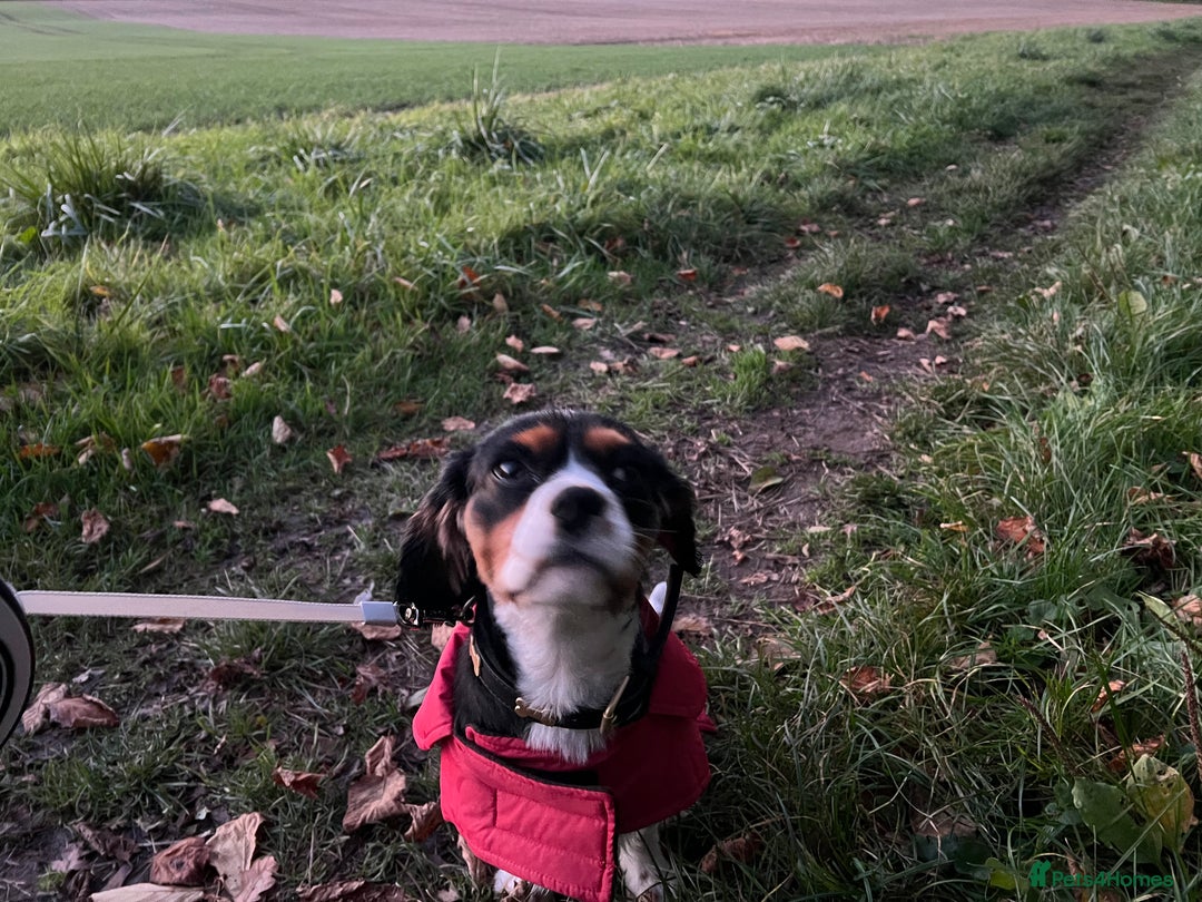 Cavalier King Charles Spaniel dogs for sale: Alfie the Cavalier King Charles - Image 5