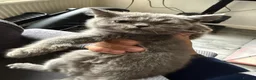 British Shorthair cats for sale: British shorthair  - Advert 18