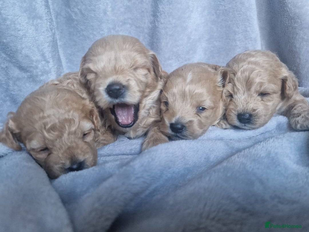 Poochon dogs for sale: Health tested parents  - Advert 16