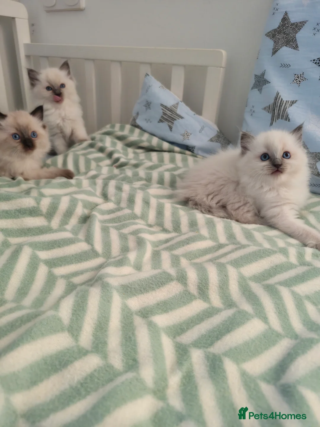 Ragdoll cats for sale:  Ragdoll (TYPE) kittens for sale - Advert 4