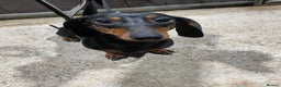 Miniature Dachshund dogs for sale: 1yo Miniature Dachshund - Advert 23