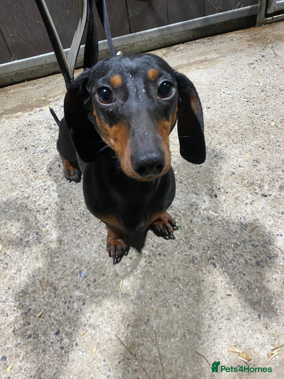 Miniature Dachshund dogs for sale: 1yo Miniature Dachshund - Advert 23
