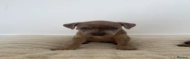 Mixed Breed 2