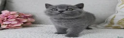 British Shorthair cats for sale: BRITISH SHORTHAIR &LONGHAIR - Full Pedigree - Advert 4