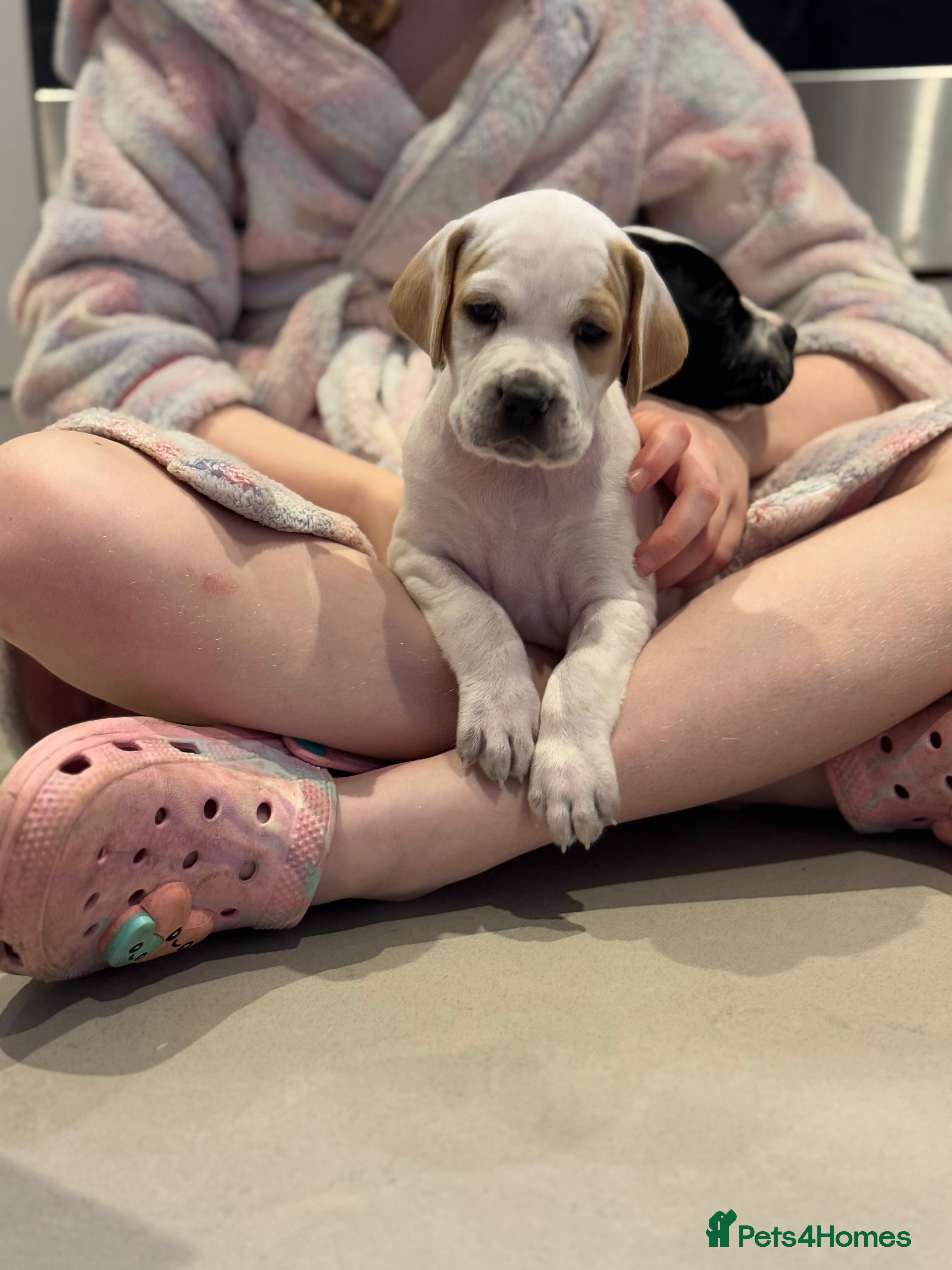 Pointer dogs Beautiful litter of Top Quality Pointer Puppies - Advert 2