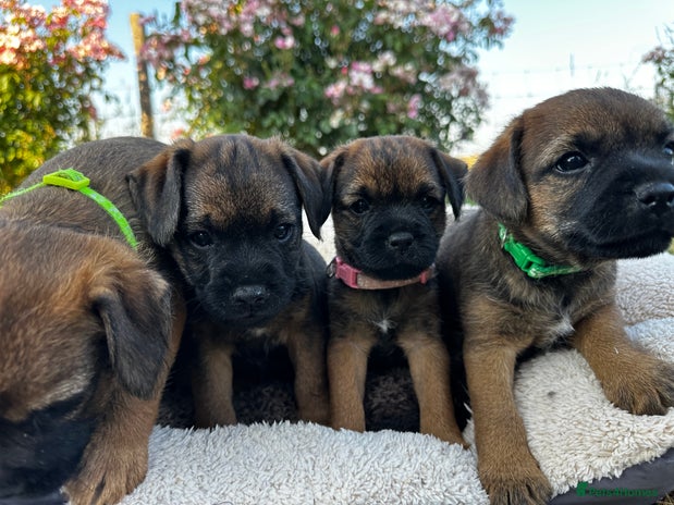 Border Terrier dogs - Advert 4