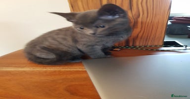 Mixed Breed cats - Advert 13