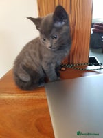 Mixed Breed cats - Advert 13