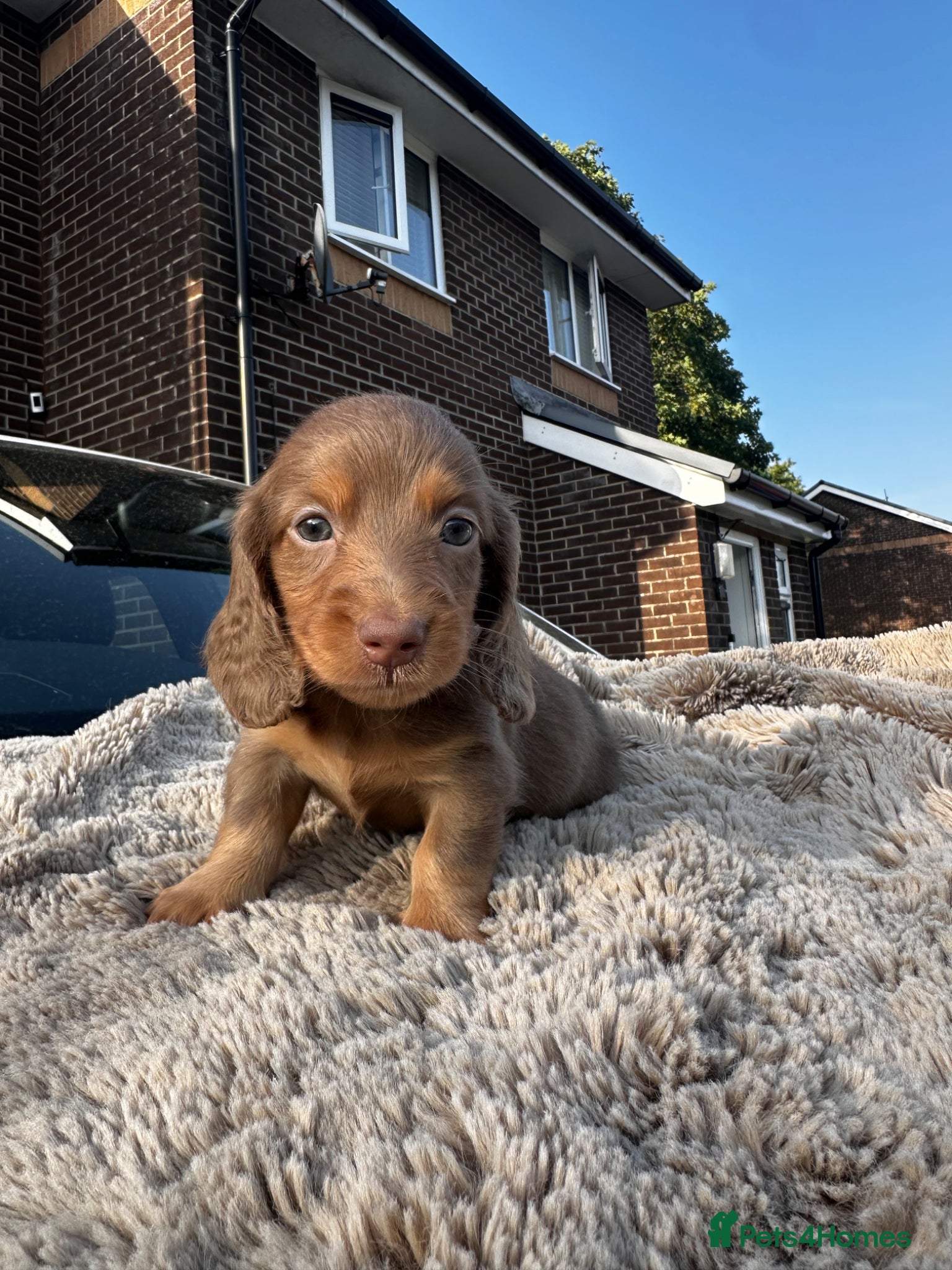 Miniature Dachshund dogs ✨KC PRA CLEAR miniature longhair dachshund  - Advert 6