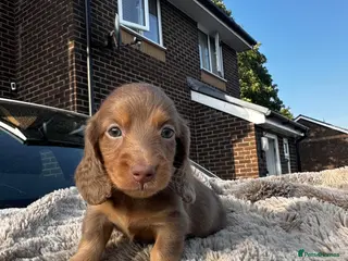 Miniature Dachshund dogs ✨KC PRA CLEAR miniature longhair dachshund - Advert 6