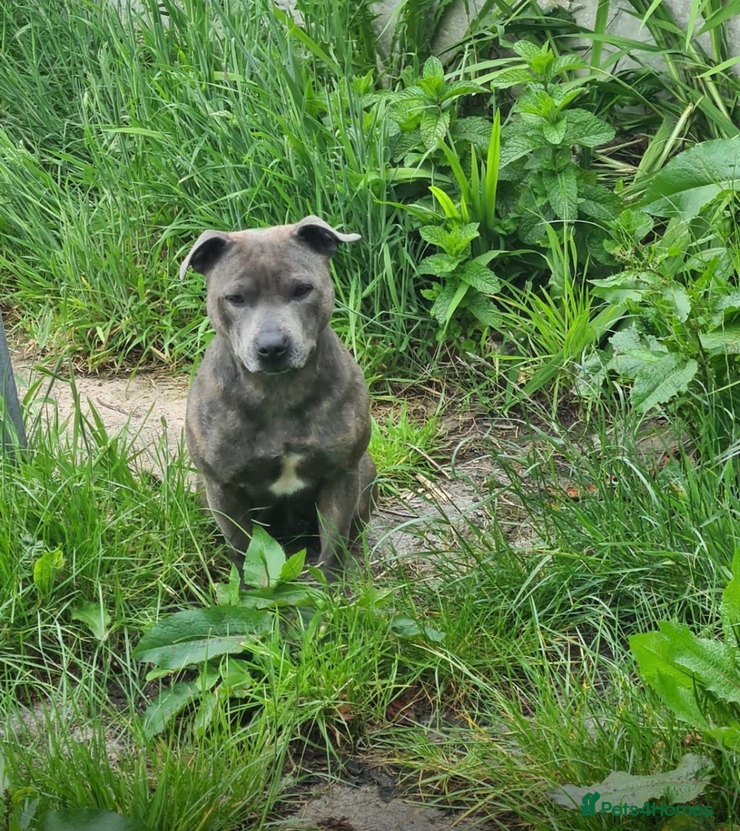 Staffordshire Bull Terrier dogs for sale: Pure blue staffy puppies ready to go - Image 18
