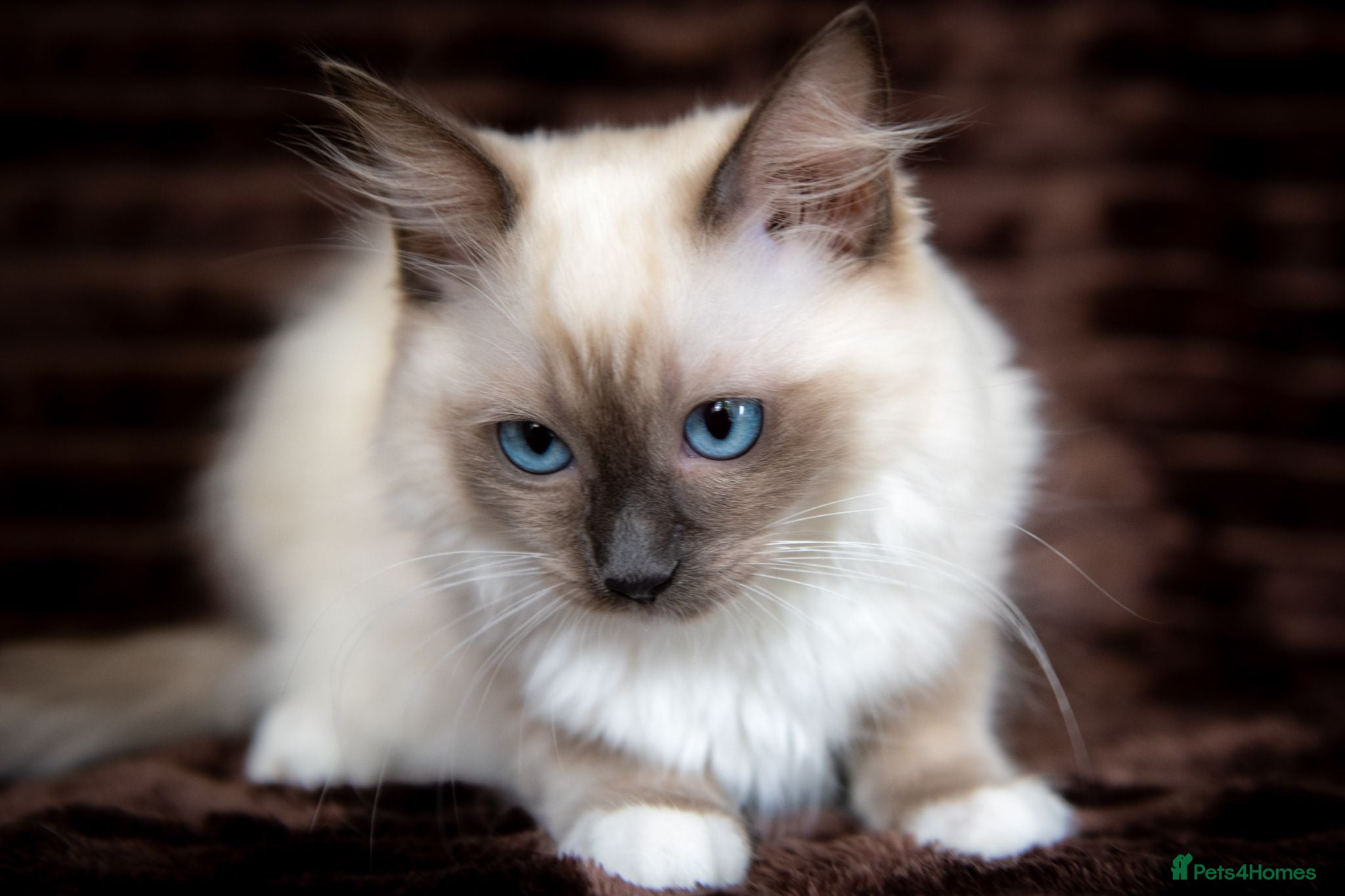 Ragdoll cats Stunning Female Ragdoll Ready Now. - Advert 2