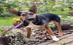 Mixed Breed dogs for adoption: 💙🐶 CONNOR 🐶💙 - Image 12