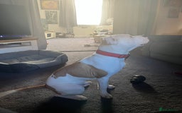 American Bull Staffy dogs for sale: Eight month old American Bull Staffy - Image 6