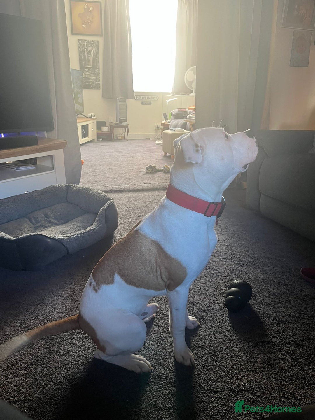 American Bull Staffy dogs for sale: Eight month old American Bull Staffy - Image 6