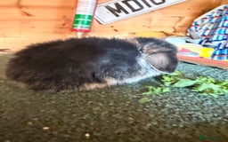 Mini Lop rabbits for sale: Baby mini lop bunnies  - Image 3