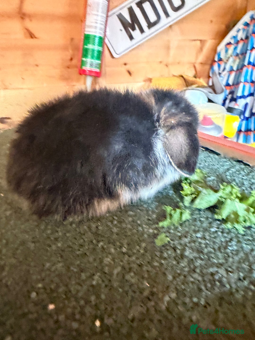 Mini Lop rabbits for sale: Baby mini lop bunnies  - Image 3