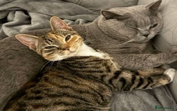 British Shorthair cats for sale: BRITISH SHORTHAIR CROSS OCICAT KITTENS - Image 13
