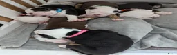 Olde English Bulldogge dogs for sale: Old English bulldog  in Barry - Advert 2