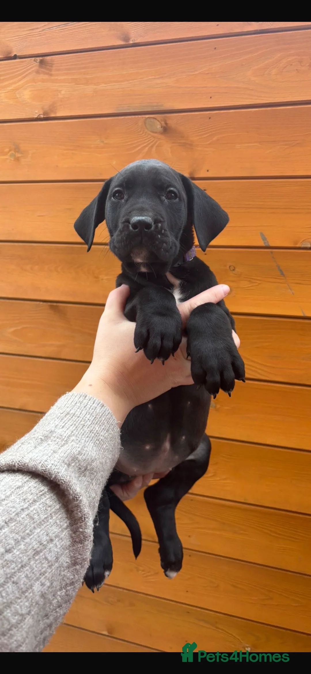 Presa Canario dogs for sale: Presa Canario puppies REDUCED  - Advert 21