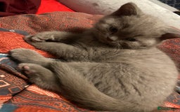 British Shorthair cats for sale: PEDIGREE BSH KITTENS READY TO FOR FOREVER HOMES  - Image 7