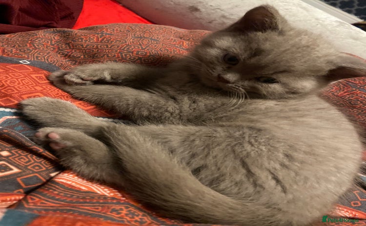 British Shorthair cats - Advert 16