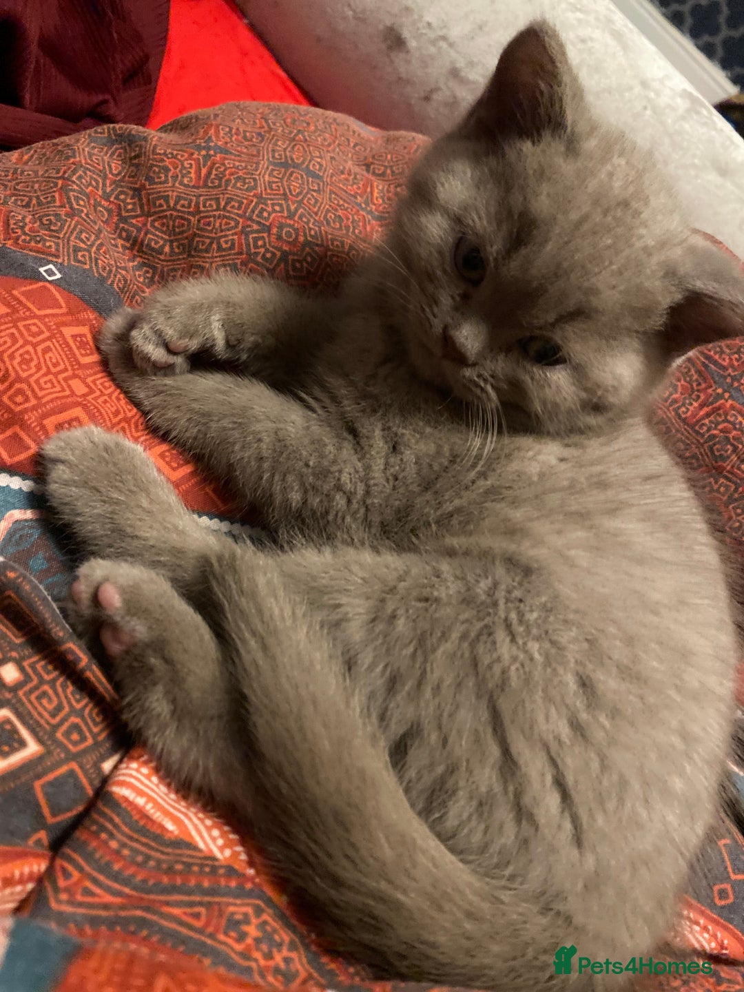 British Shorthair cats for sale: PEDIGREE BSH KITTENS READY TO FOR FOREVER HOMES  - Image 7