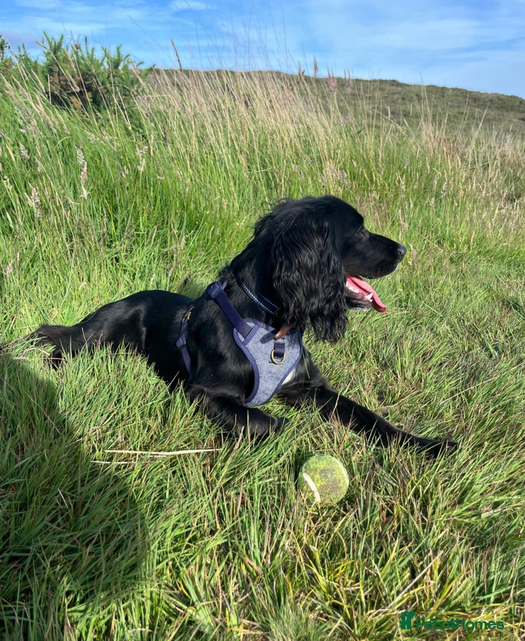 Sprocker dogs for sale: Charlie an energetic and friendly boy.  - Image 3