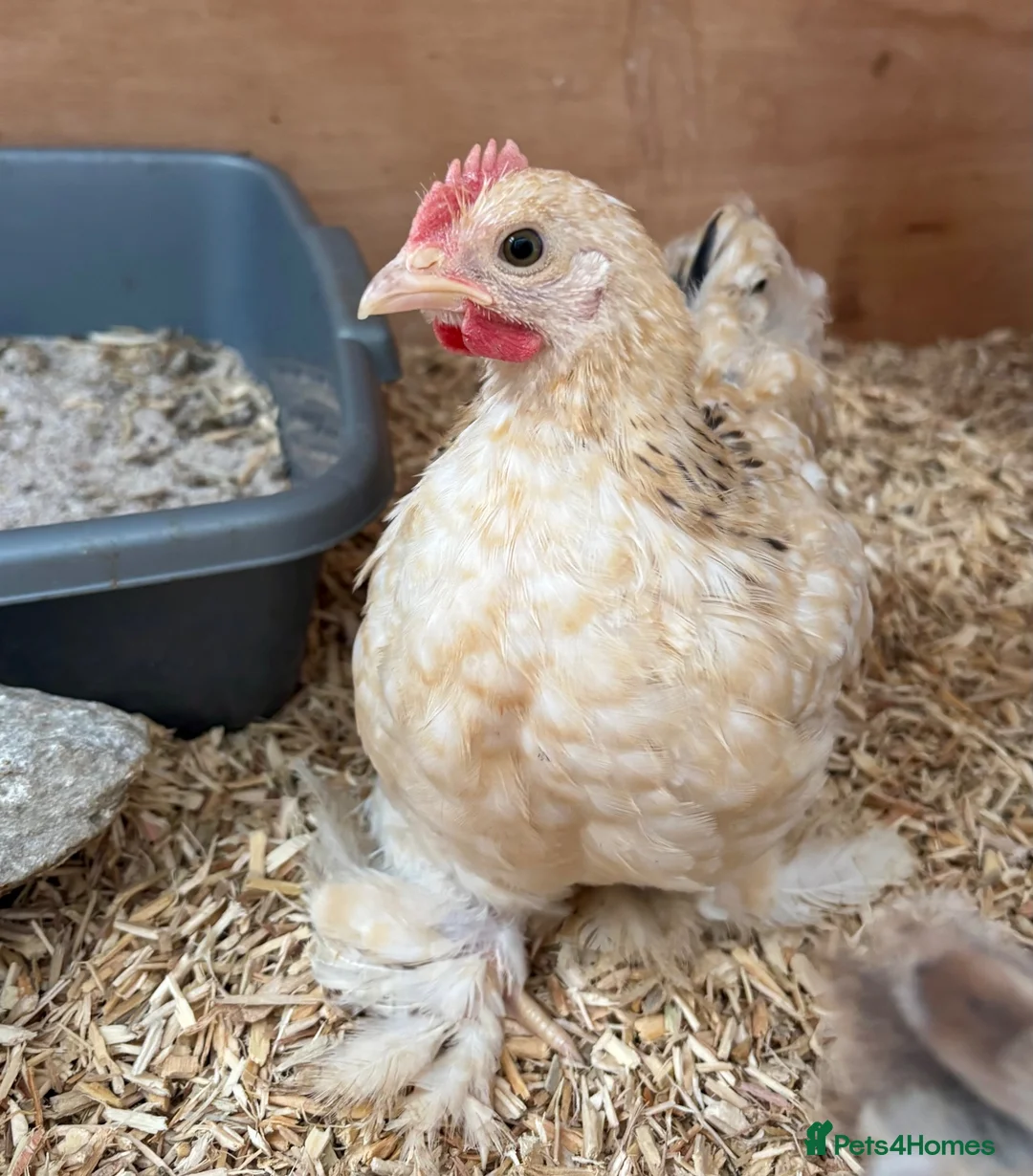 Chickens poultry for sale: 3 Male Pekin Bantam Roosters in Bishop Auckland - Advert 2
