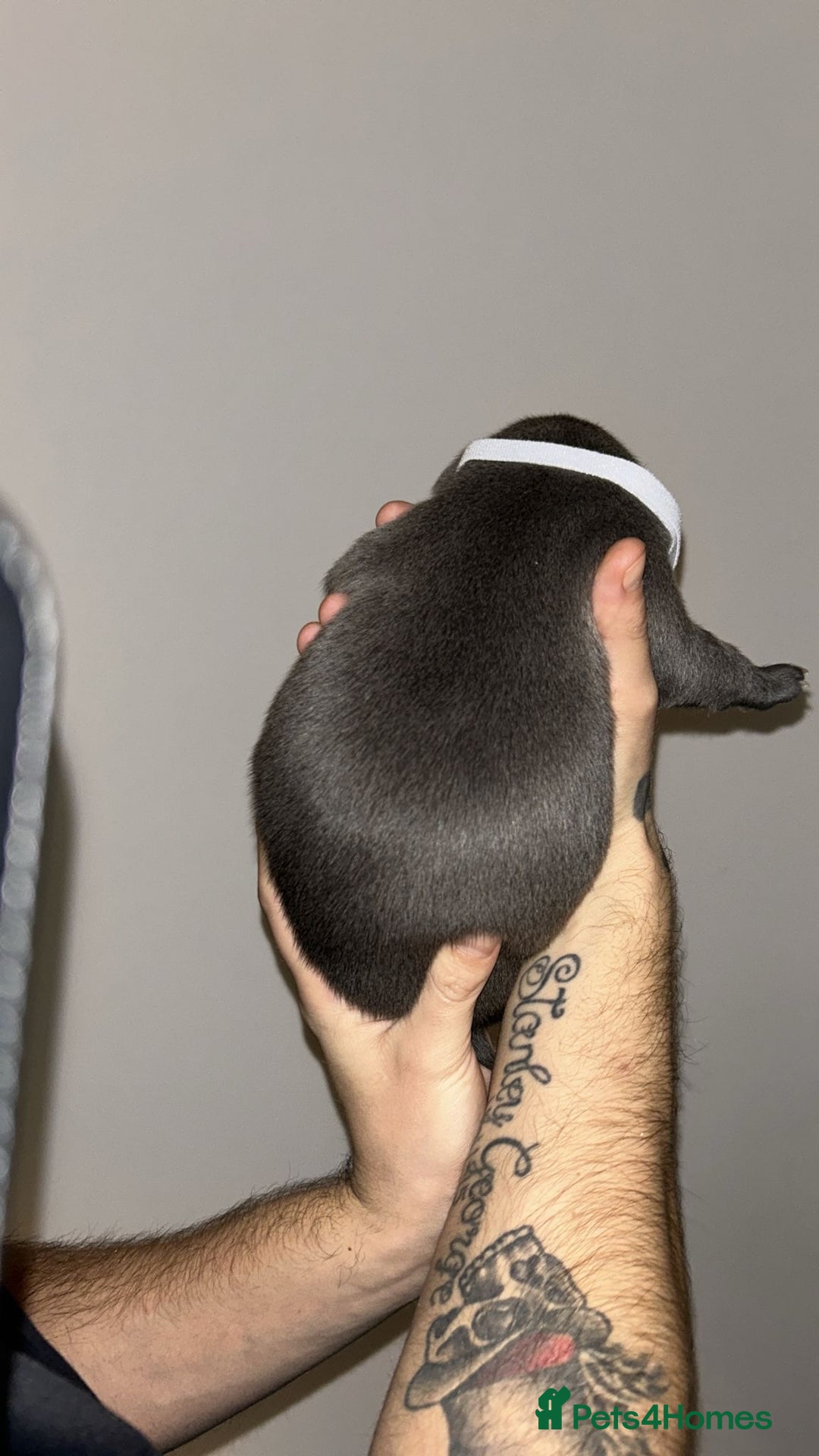 Staffordshire Bull Terrier dogs for sale: Blue staffie puppies   - Advert 15