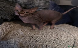 Sphynx cats for sale: Two Adult Sphynx Cats need HOME TOGETHER - Image 3