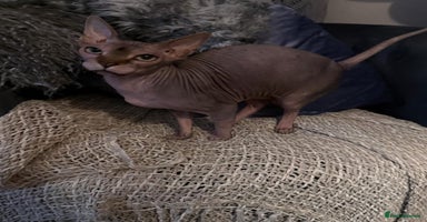 Sphynx cats - Advert 10