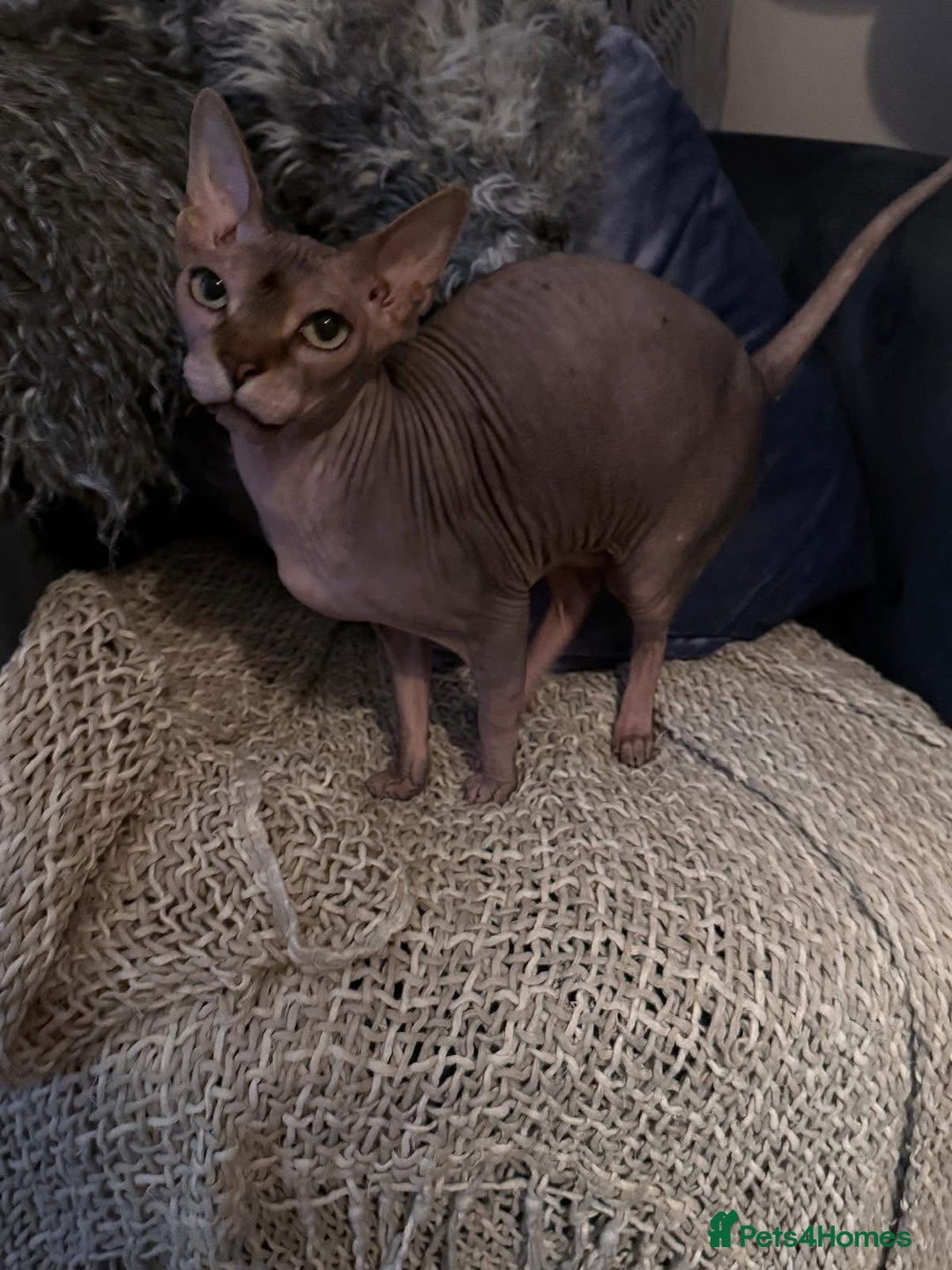 Sphynx cats for sale: Two Adult Sphynx Cats need HOME TOGETHER - Image 3