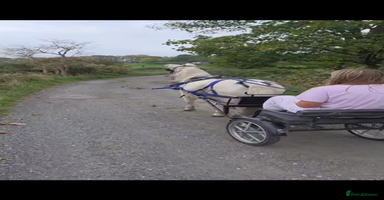 Welsh Section A horses 11.2 registered section A gelding  - Advert 6