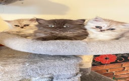 Persian cats for sale: Persian kitten ready to go - Image 28