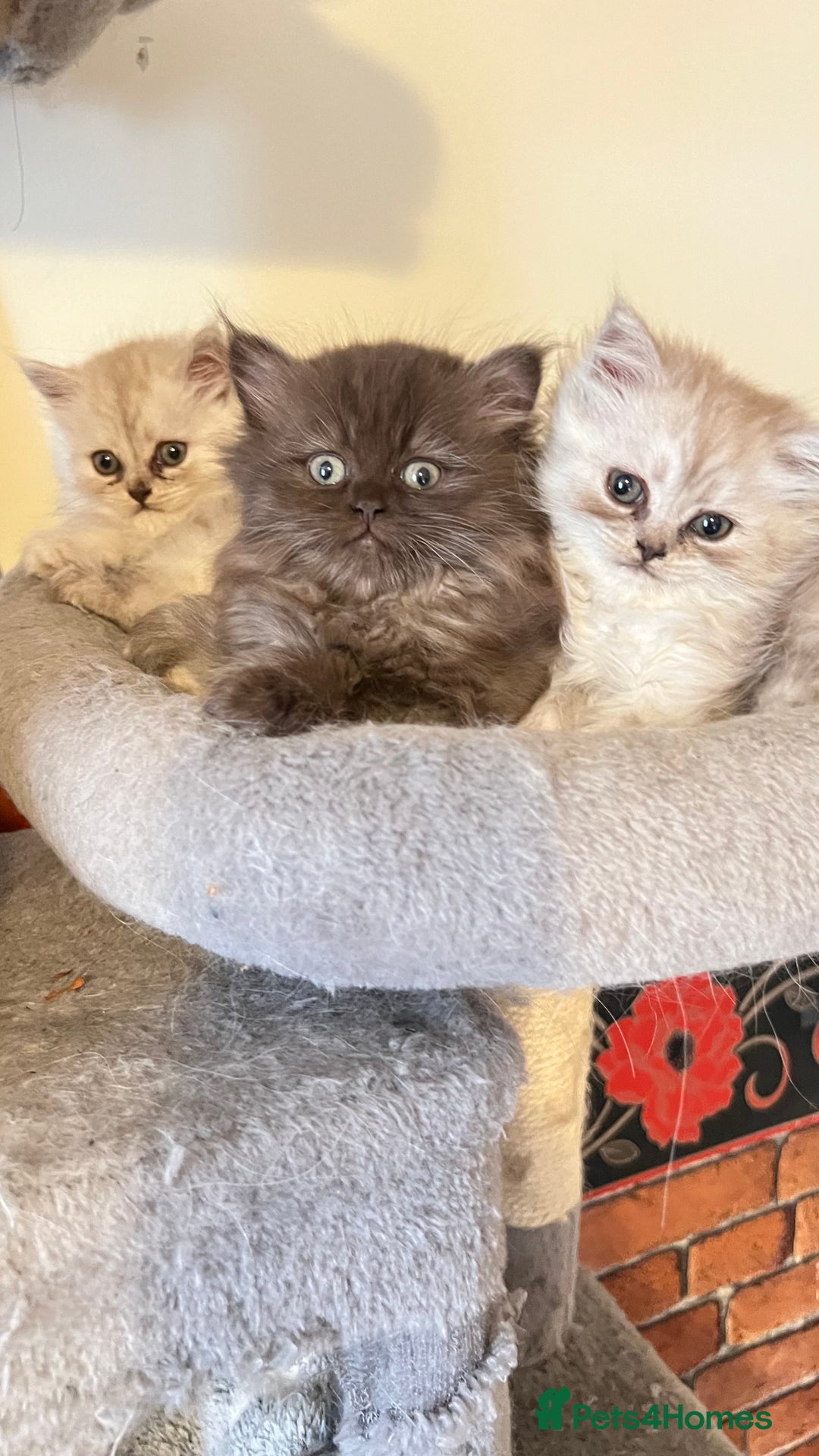 Persian cats for sale: Persian kitten ready to go - Image 28