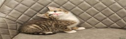 Mixed Breed cats for sale: Beautiful mixed Bengal kitten - Advert 3