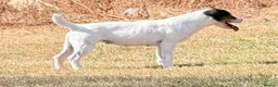 Jack Russell dogs for sale: Young female JRT for sale - Advert 8