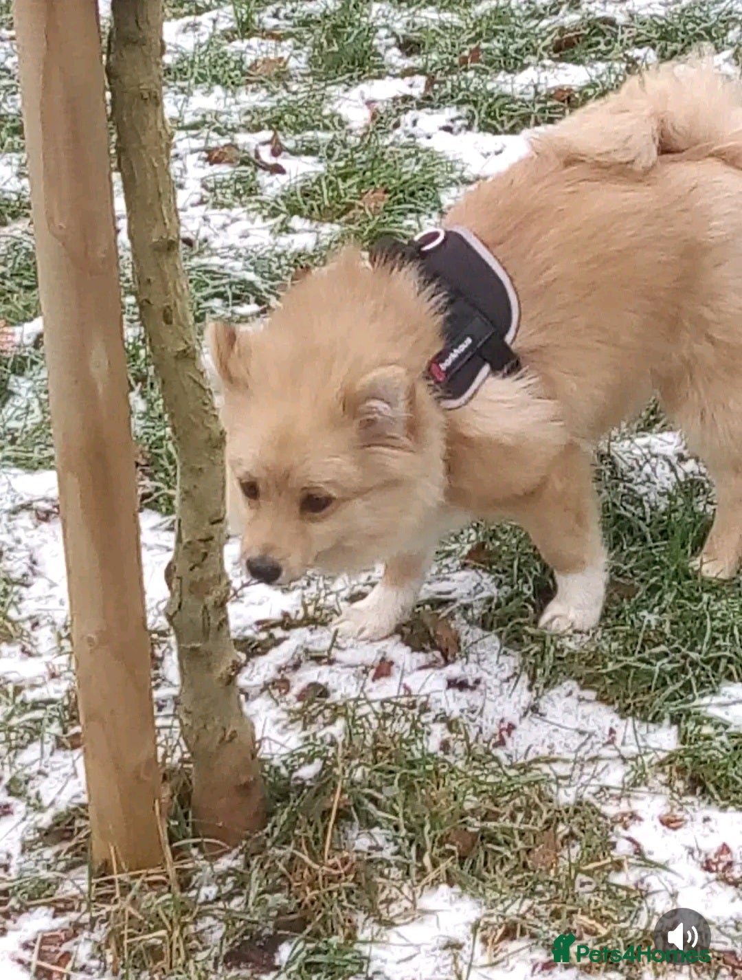 Pomeranian dogs for sale: 6 month old pomeranian male - Advert 3