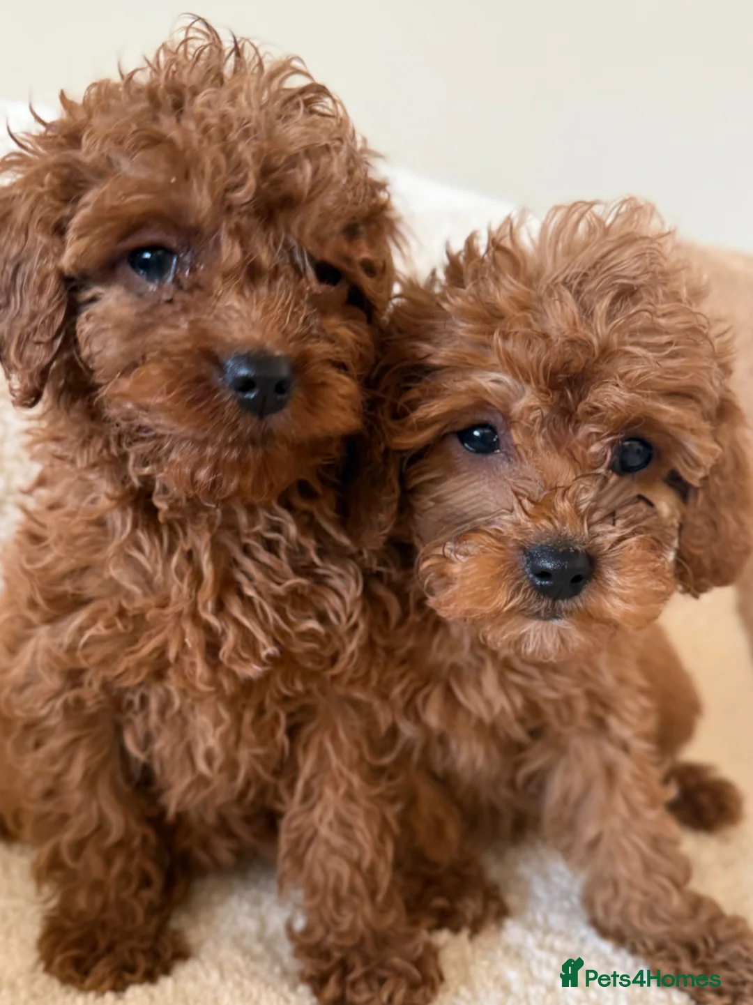 Cavapoo dogs for sale: Extensively health tested fox red Cavapoo puppy’s  - Advert 2