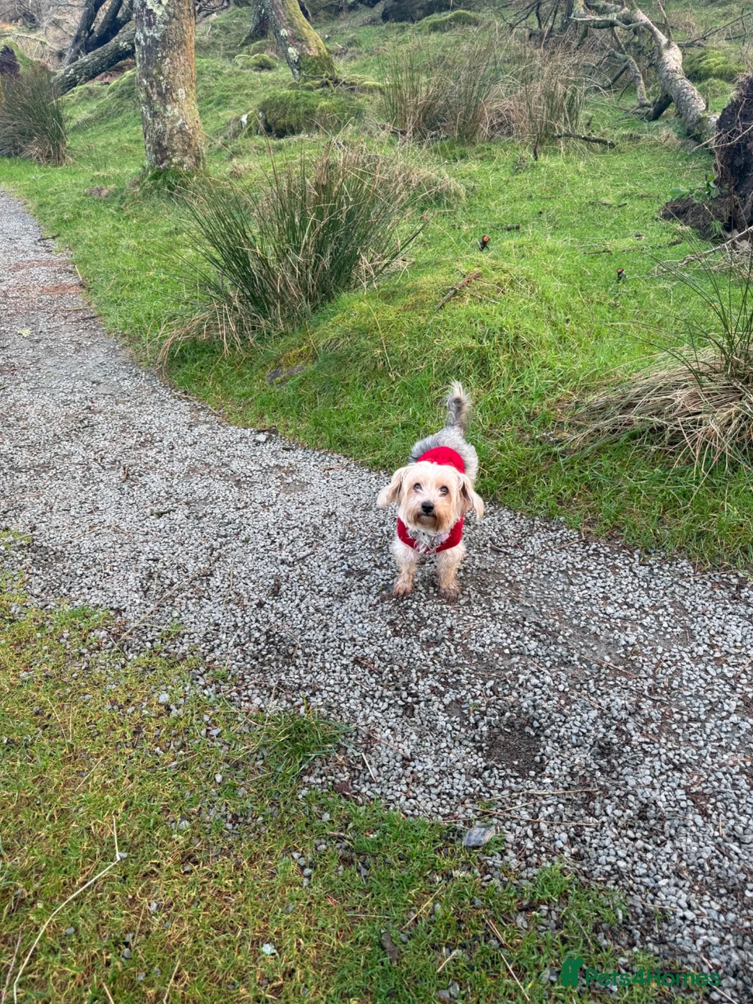 Yorkshire Terrier dogs for sale: Beautiful Yorkshire Looking for a Loving Home⭐️ - Advert 2
